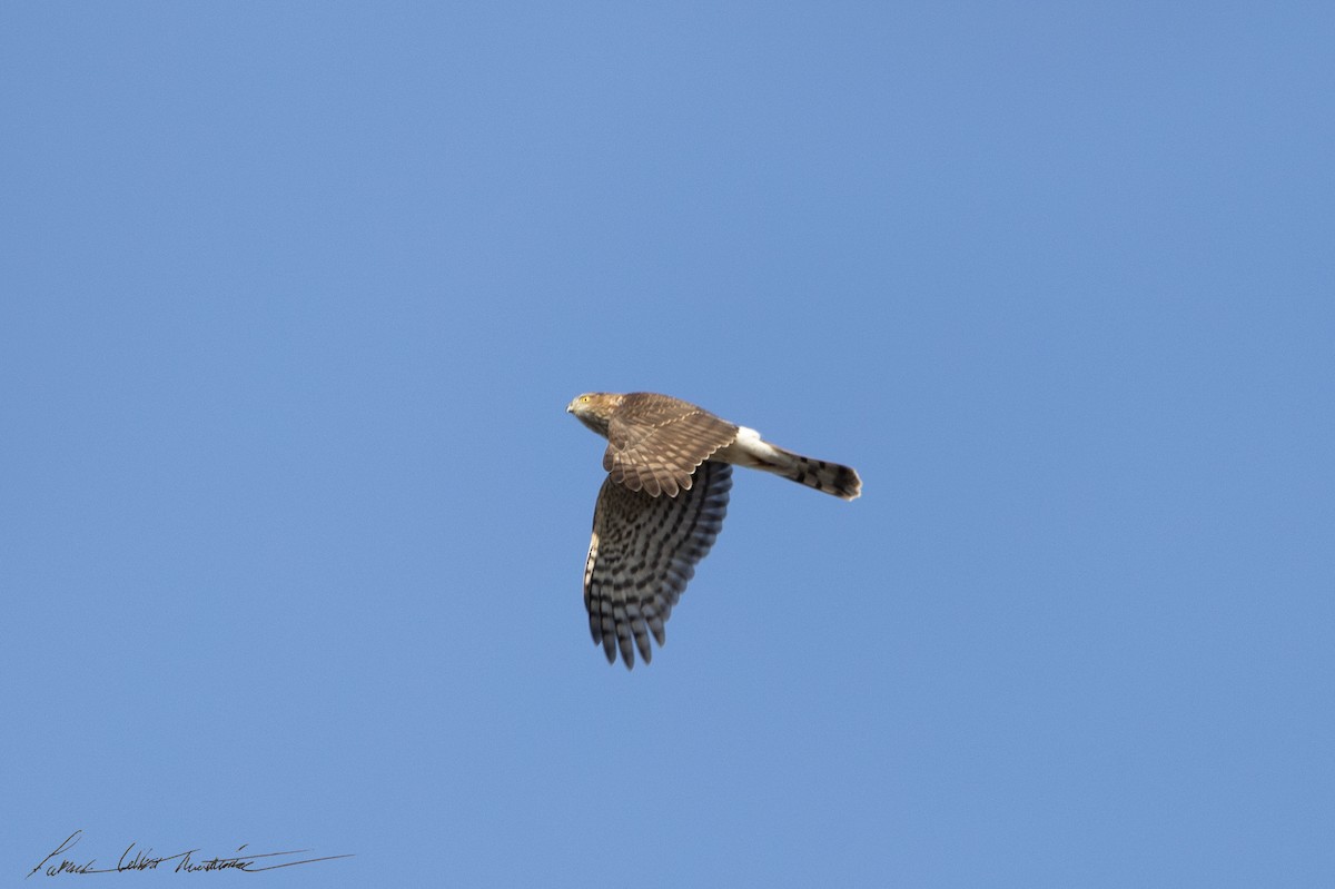 Cooper's Hawk - ML646523987