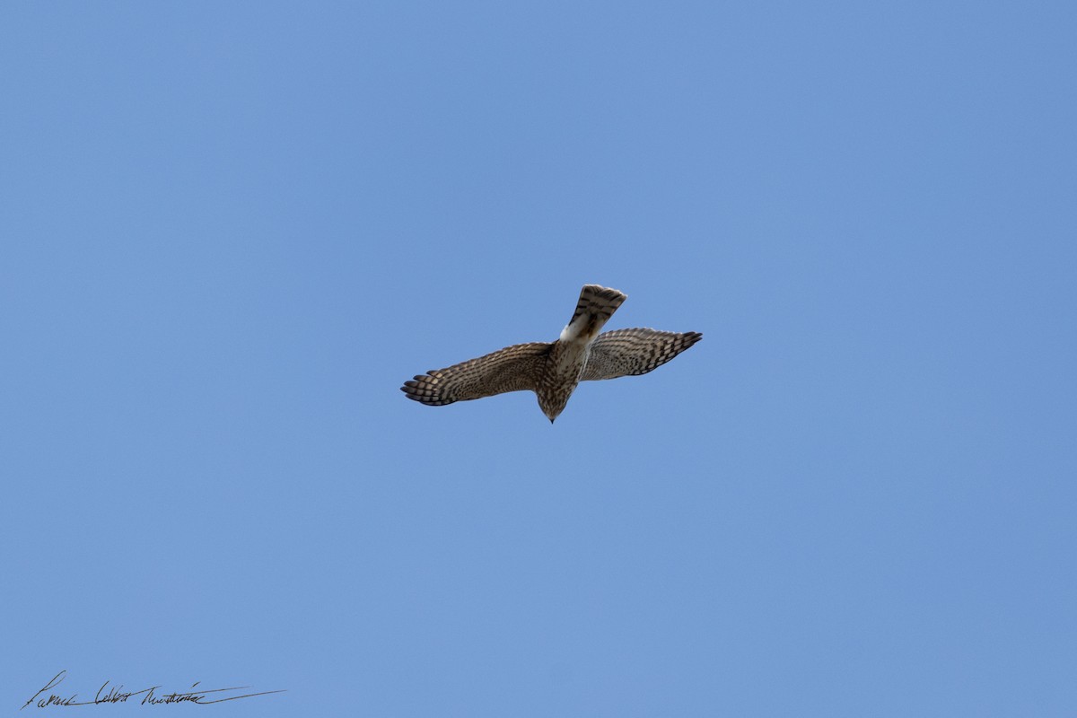 Cooper's Hawk - ML646523988
