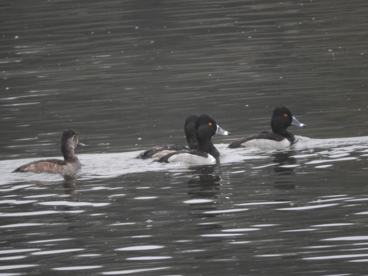 Ring-necked Duck - ML646523990