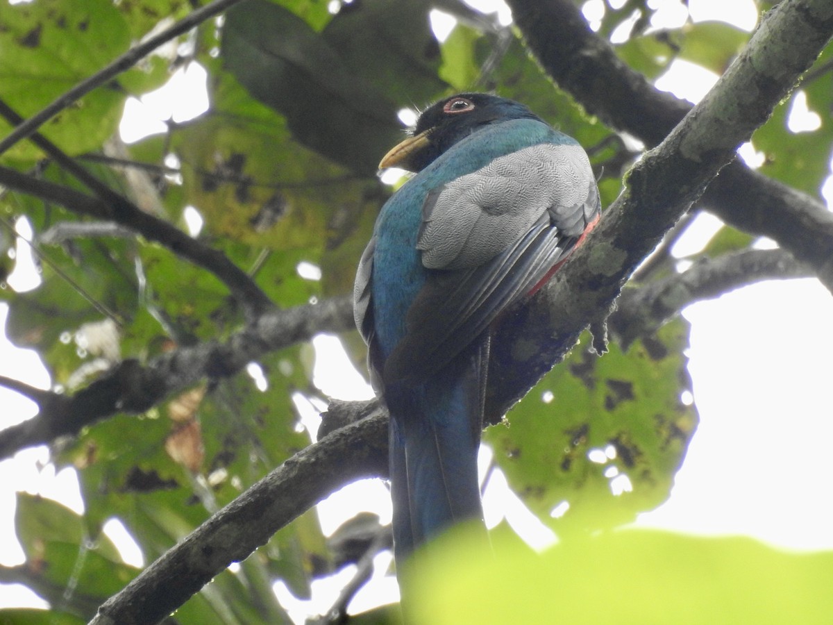 Black-tailed Trogon - ML646523993