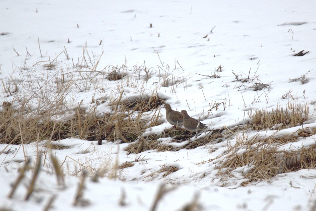 Mourning Dove - ML646523994