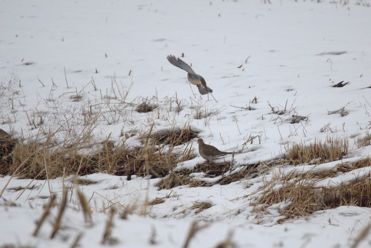 Mourning Dove - ML646523999