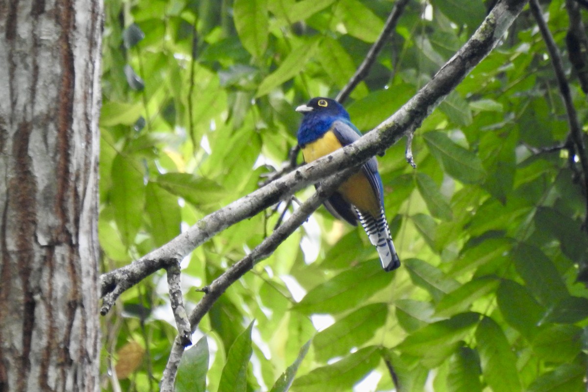 Gartered Violaceous Trogon - ML646524000