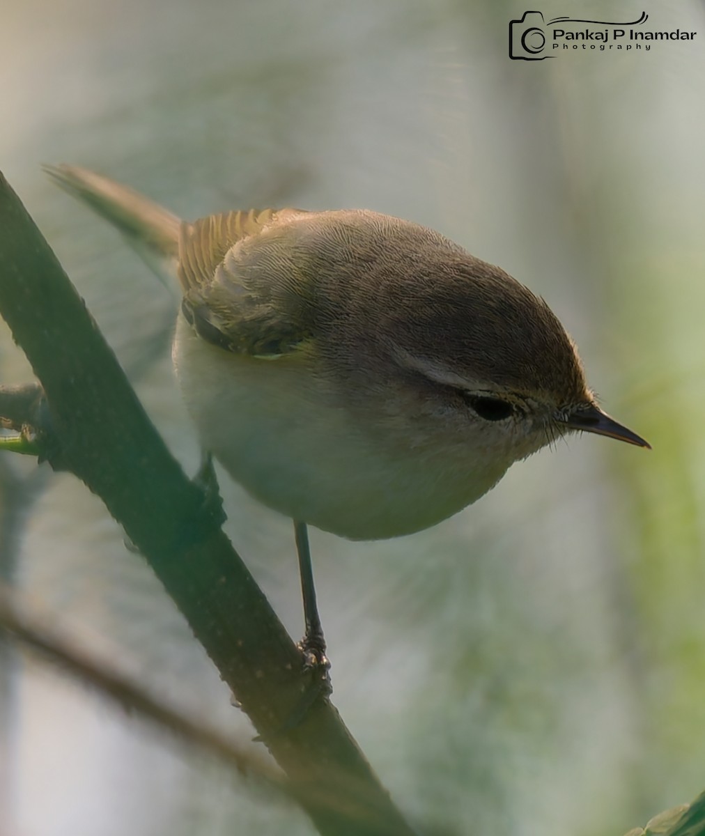 Common Chiffchaff - ML646524001