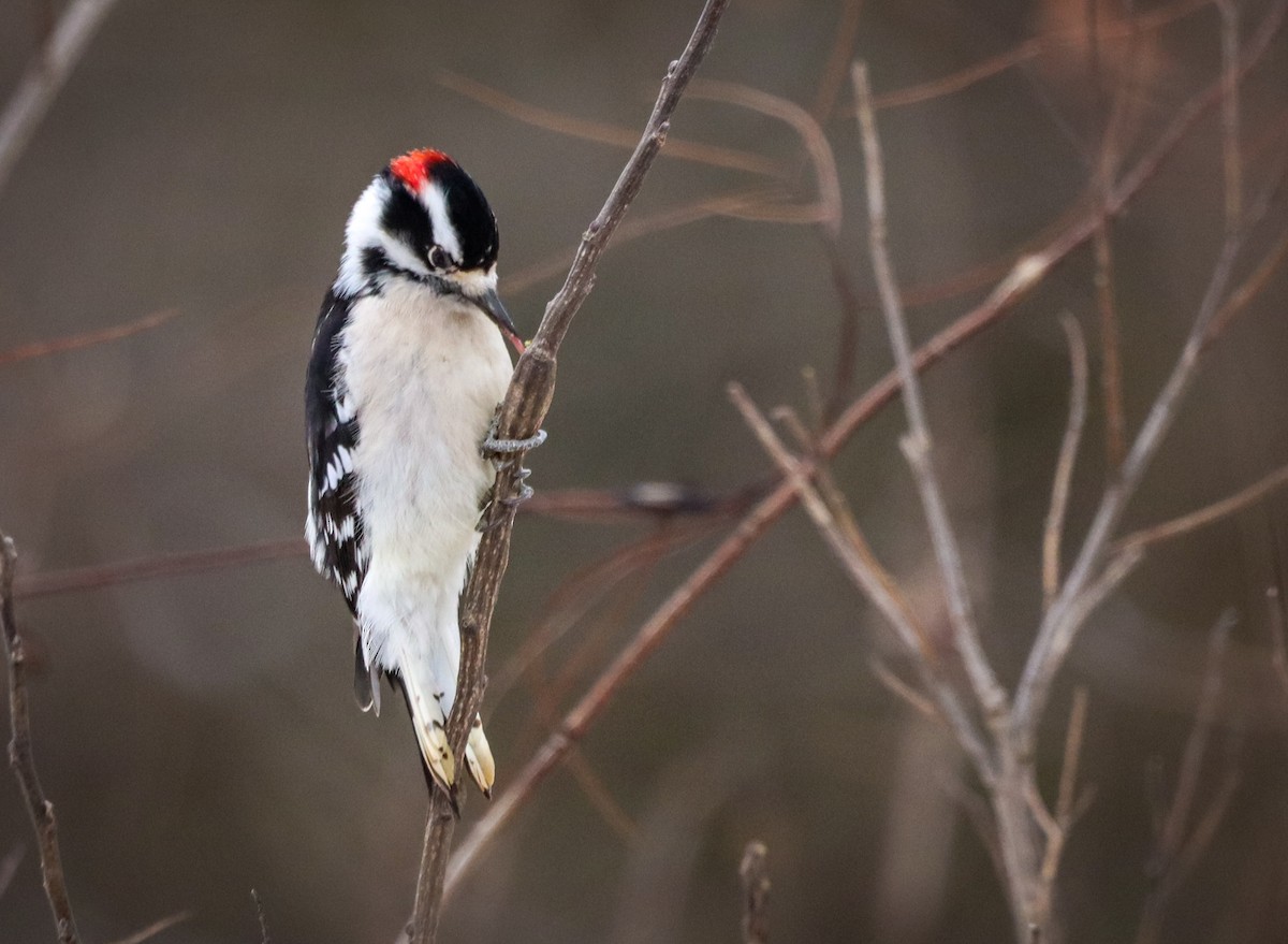 Downy Woodpecker - ML646524003