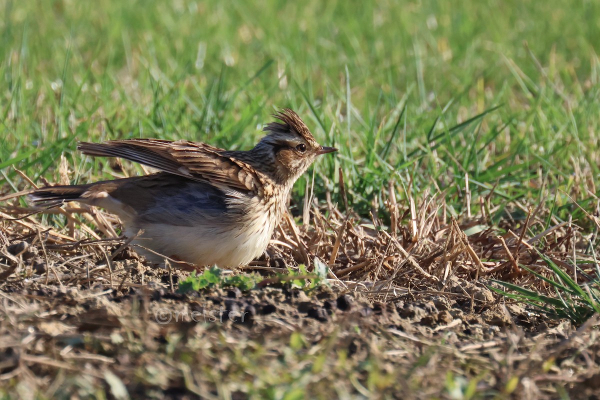 Wood Lark - ML646524008