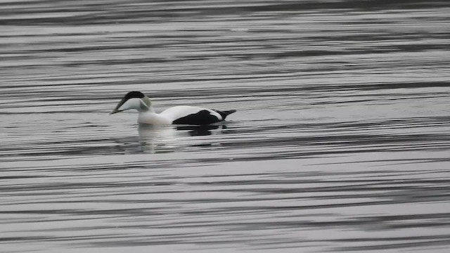 Common Eider - ML646524009