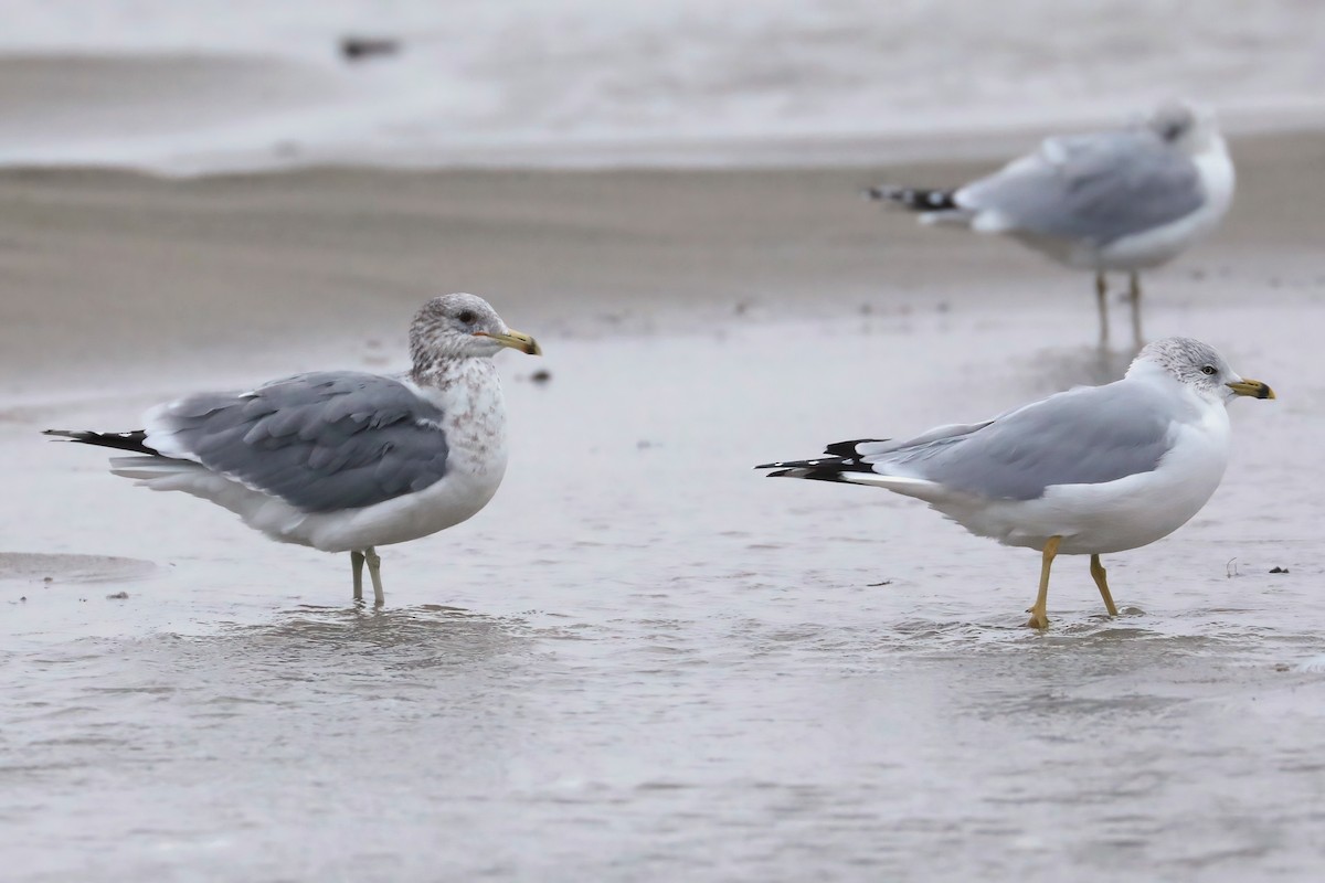 racek jezerní - ML646524012