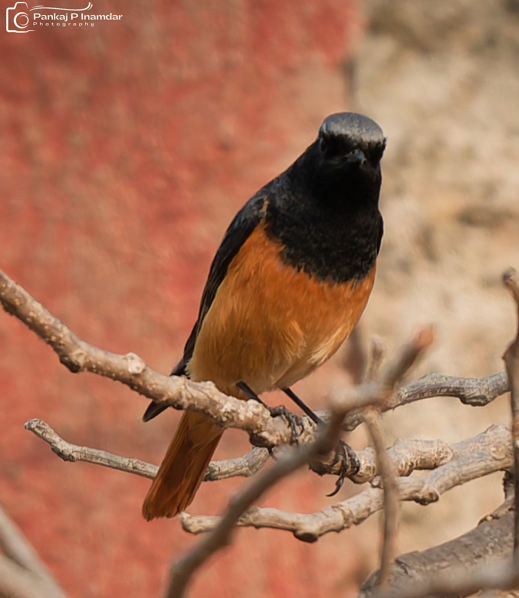 Black Redstart - ML646524013
