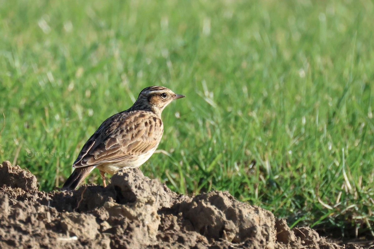 Wood Lark - ML646524014