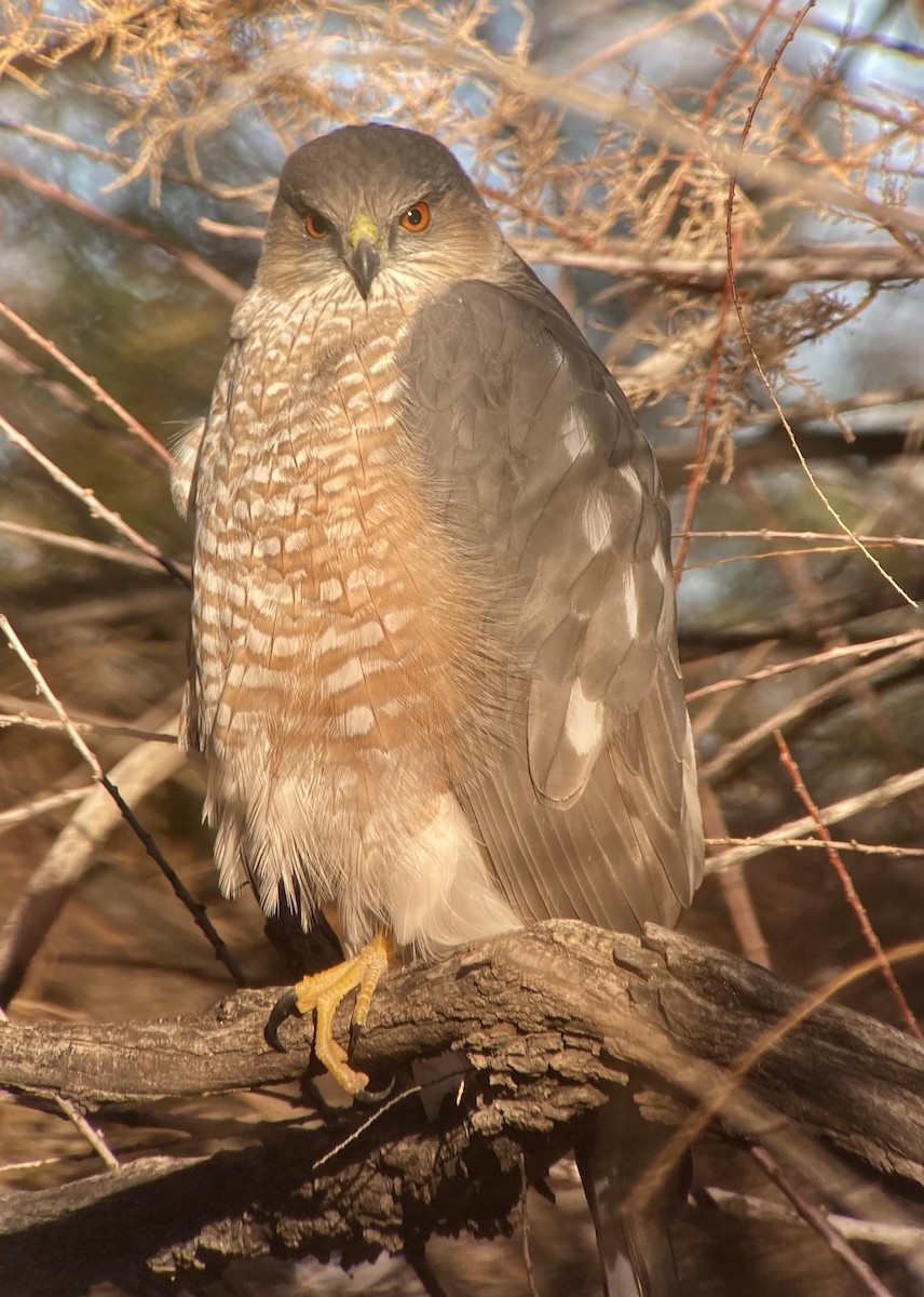 Cooper's Hawk - ML646524023