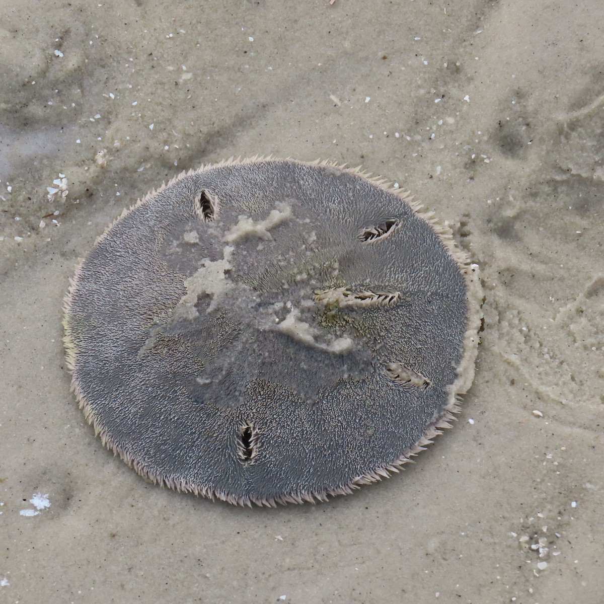 Keyhole Sand Dollars - ML646524024