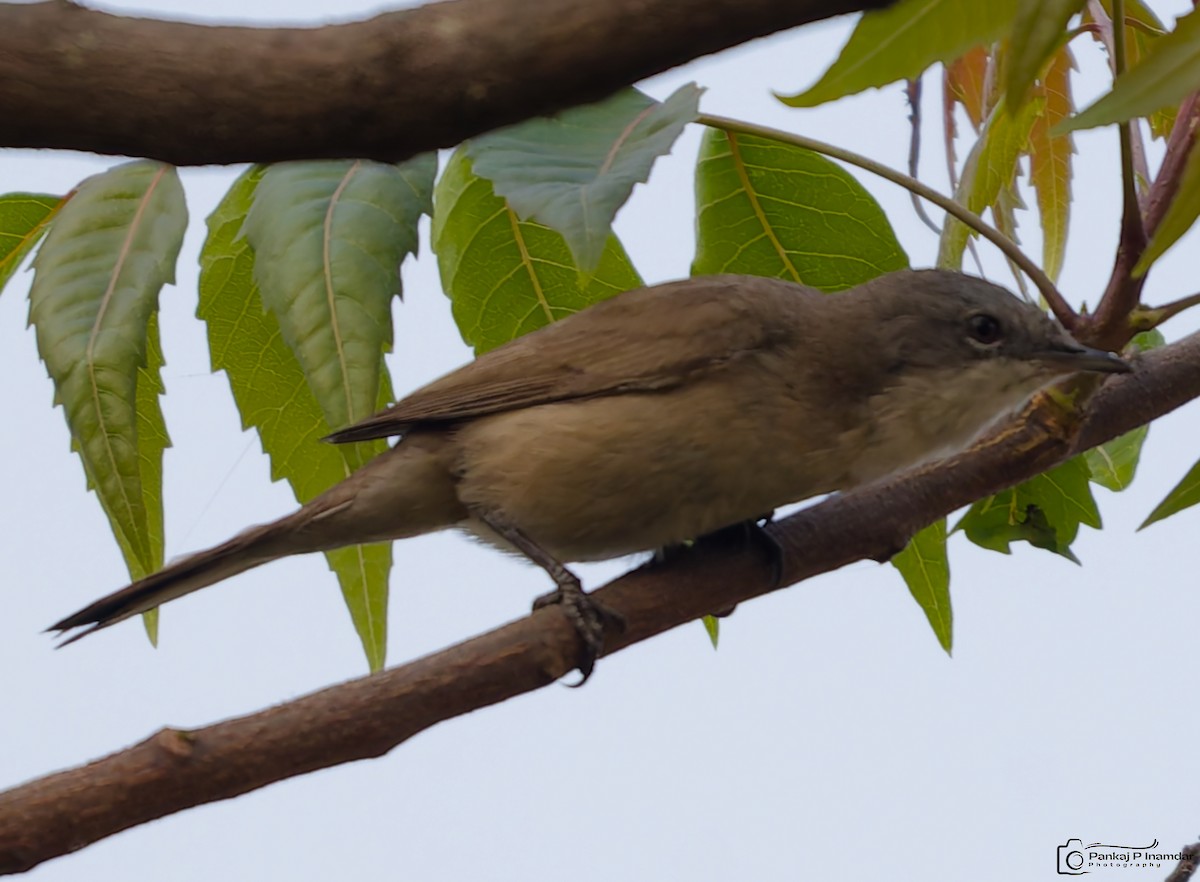 Lesser Whitethroat - ML646524025