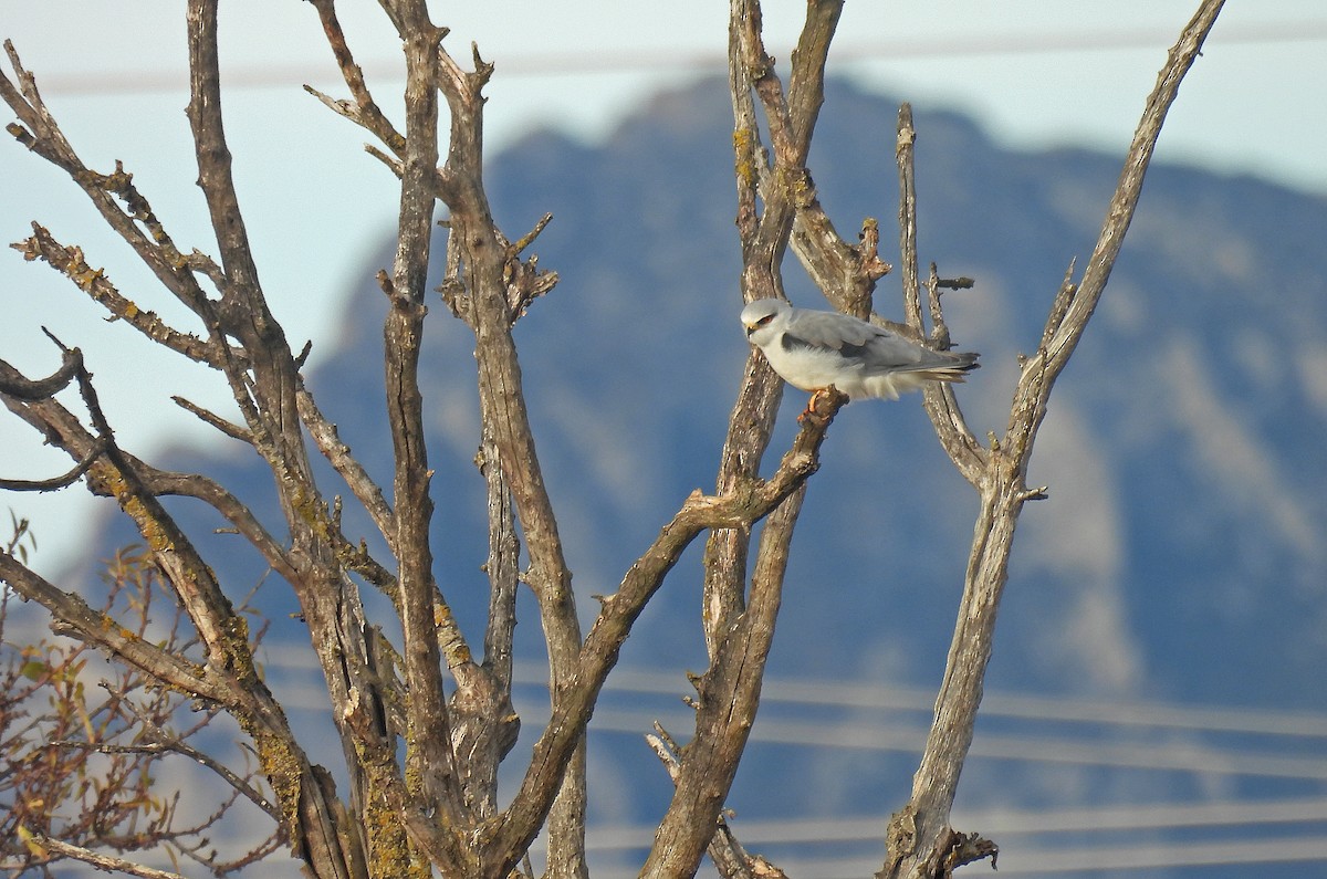 Ak Çaylak - ML646524026