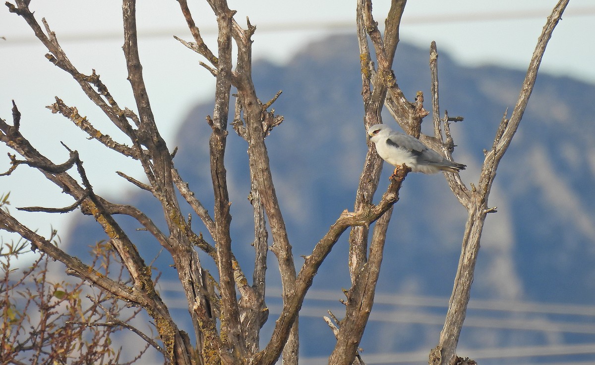 Ak Çaylak - ML646524027