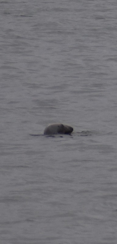 common seals - ML646524029