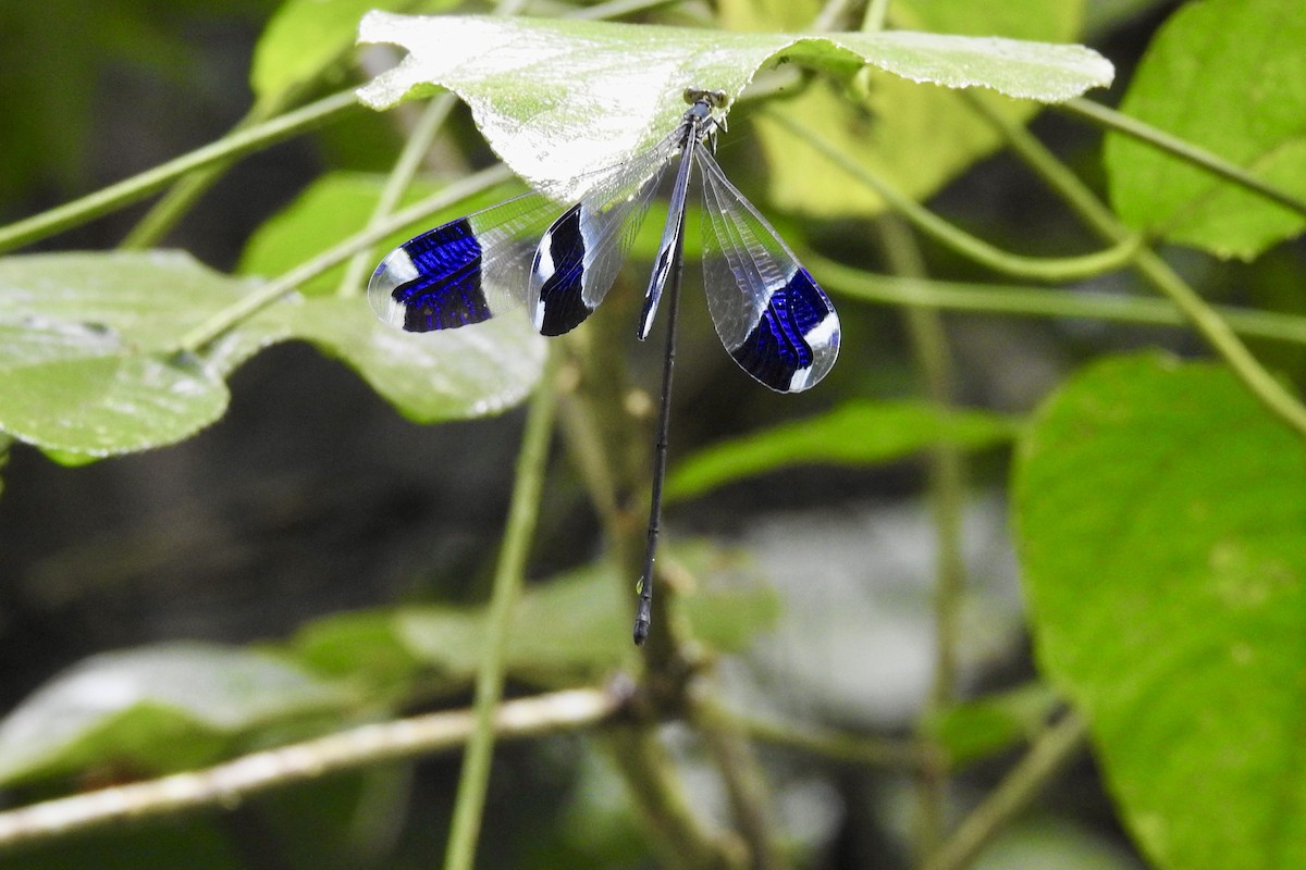 Blue-winged Helicopter - ML646524030