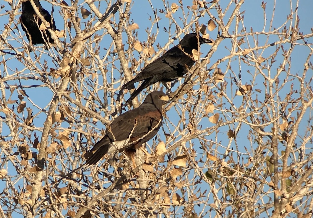 Harris's Hawk - ML646524032