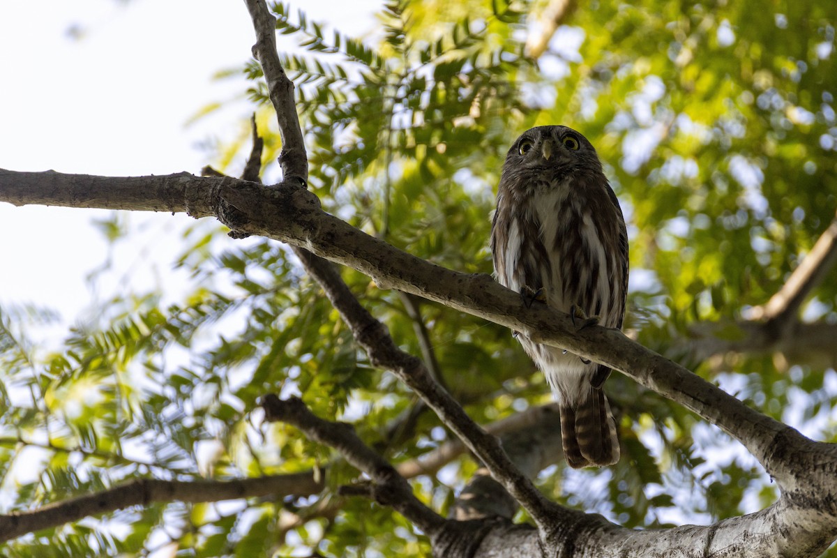 Ferruginous Pygmy-Owl - ML646524033