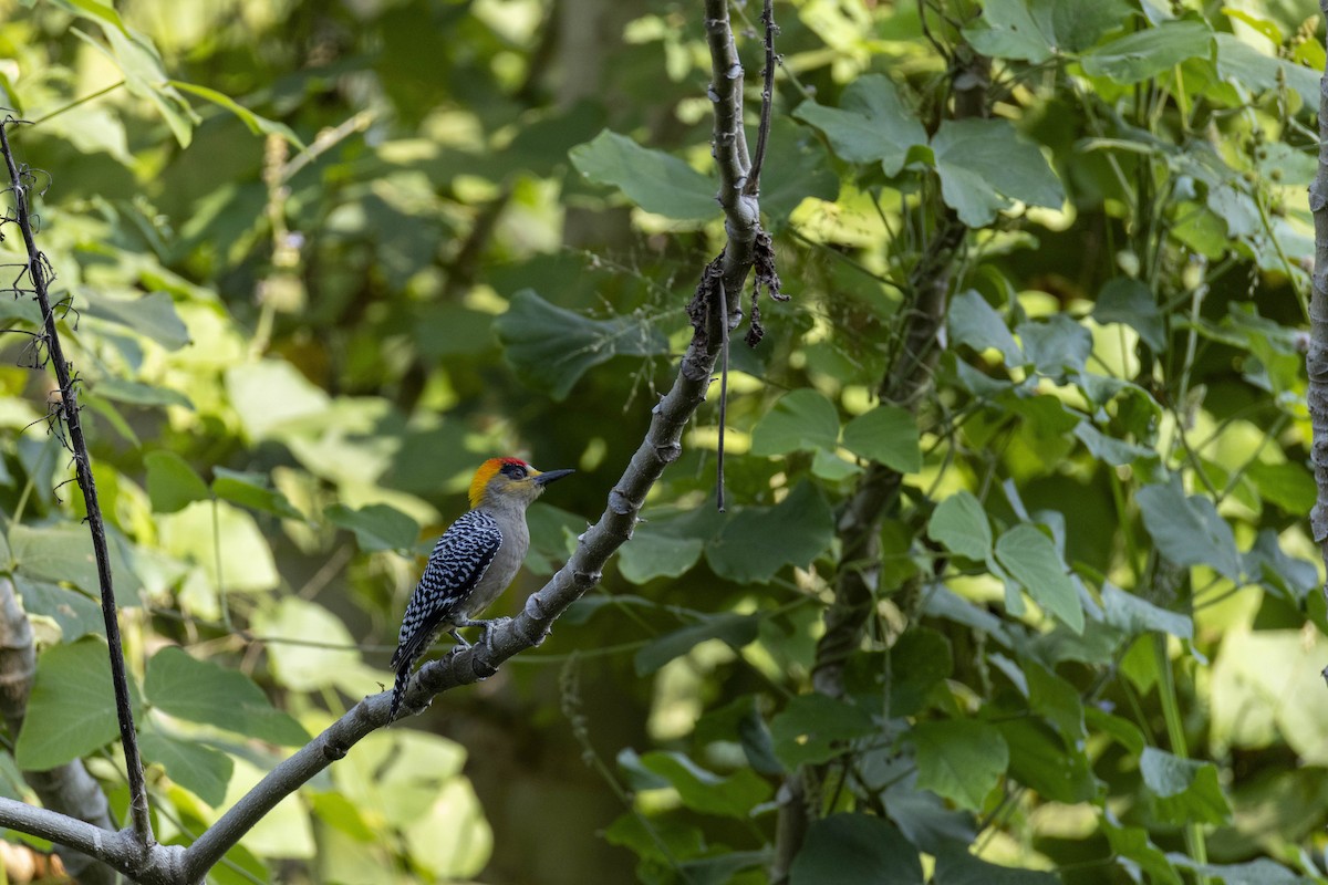 Golden-cheeked Woodpecker - ML646524036