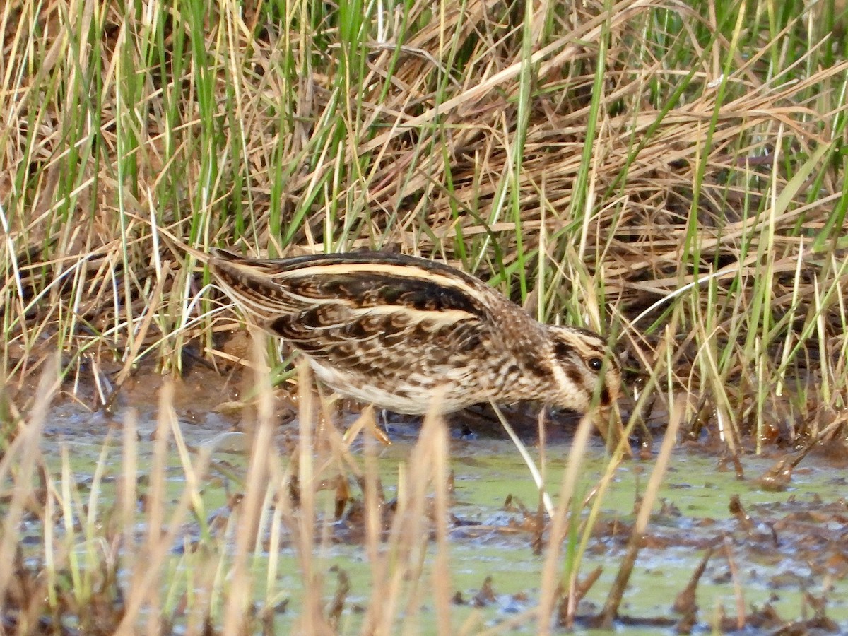 Jack Snipe - ML646524037