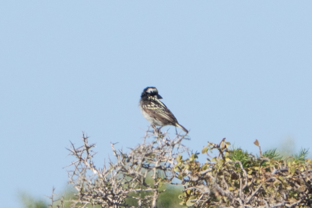 Pied Barbet - ML646524039
