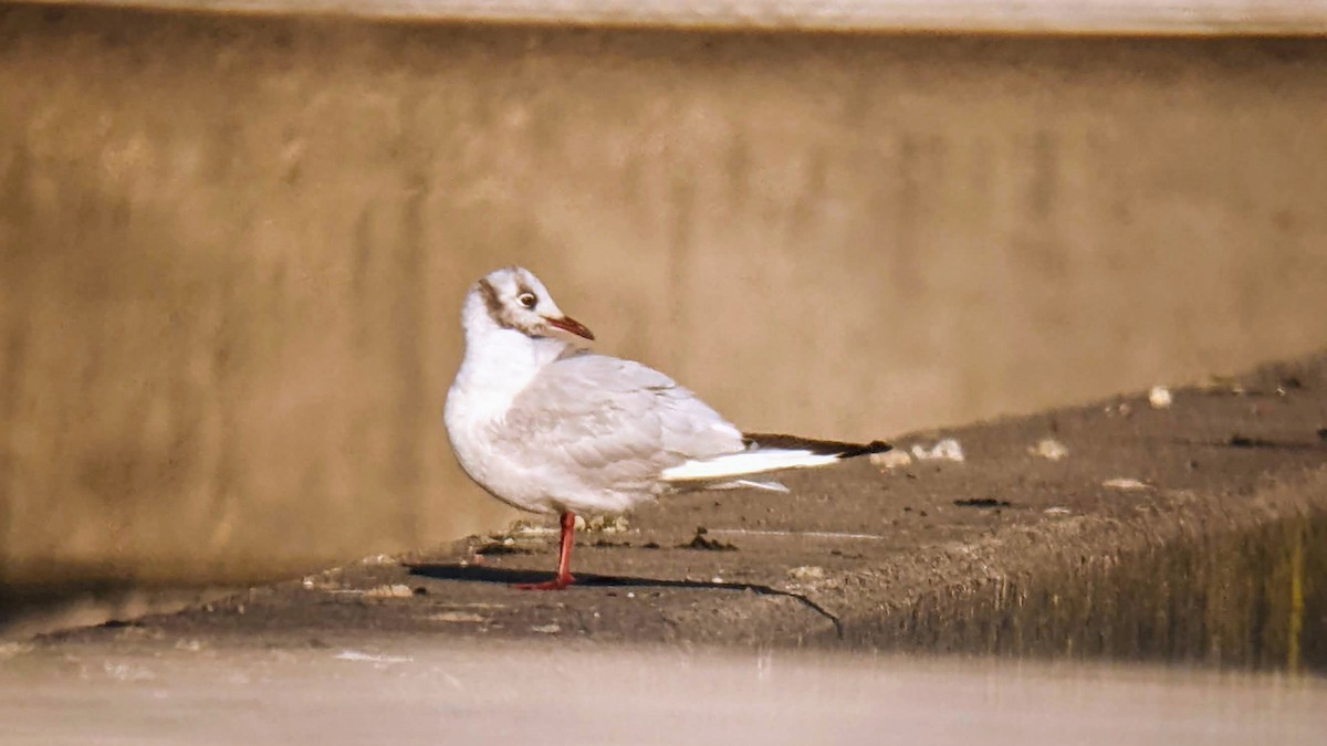 Black-headed Gull - ML646524040