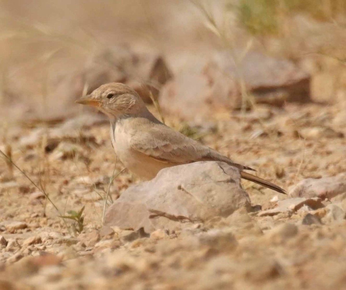 Terrera Sahariana - ML646524041