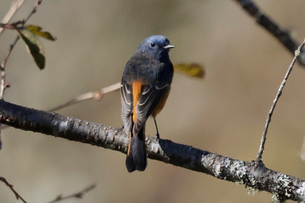 Blue-fronted Redstart - ML646524042