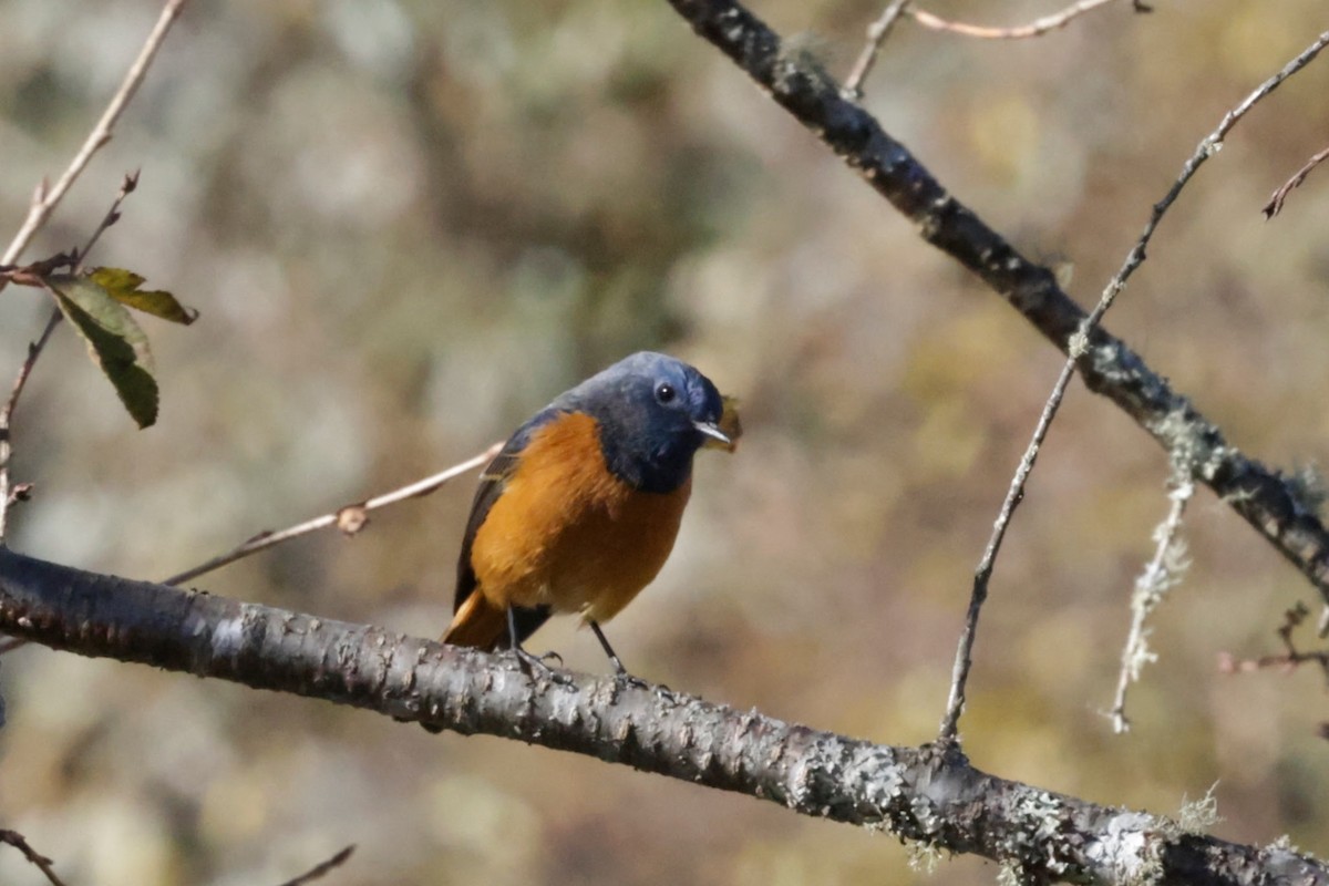 Blue-fronted Redstart - ML646524043