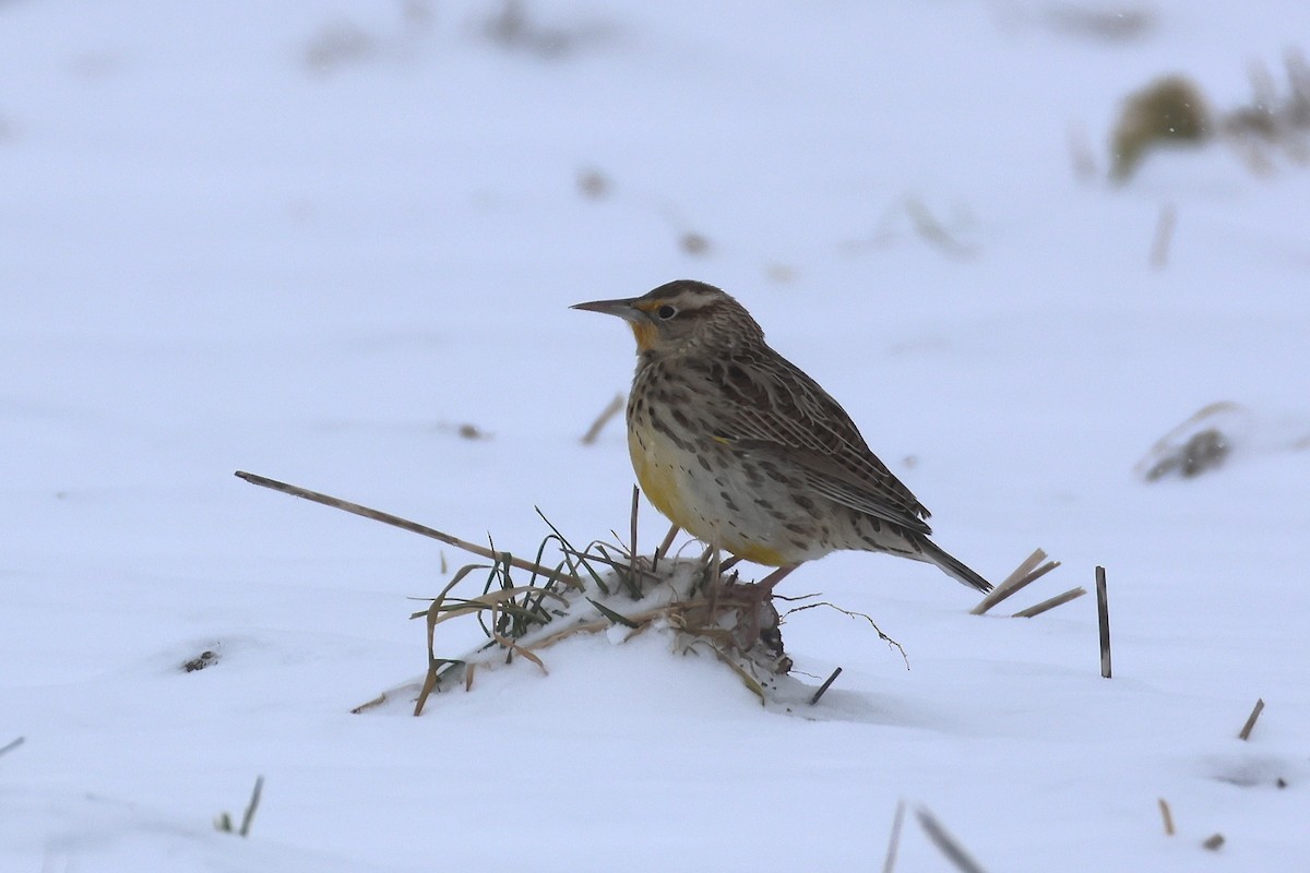 Western Meadowlark - ML646524047