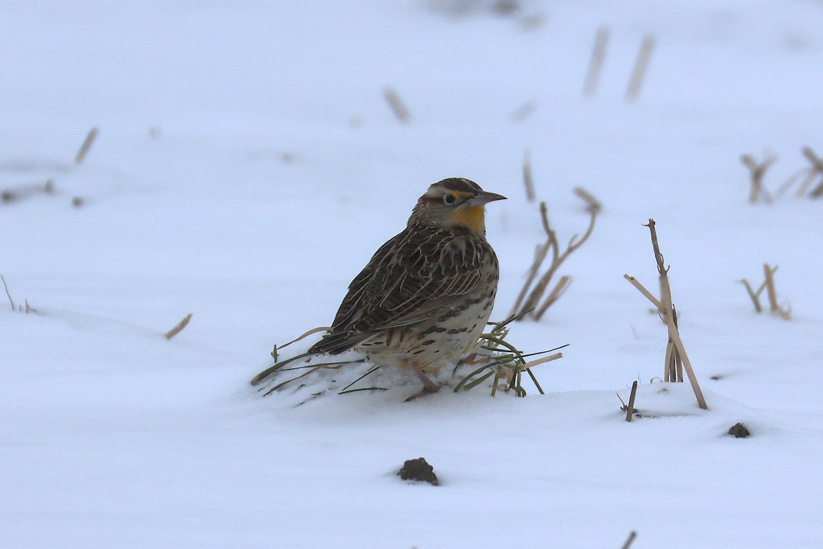 Western Meadowlark - ML646524048