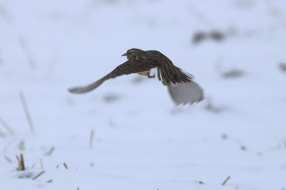 Western Meadowlark - ML646524049