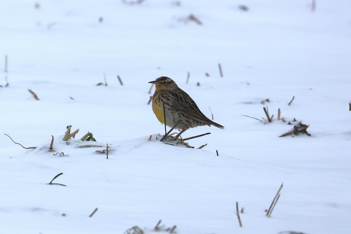 Western Meadowlark - ML646524050