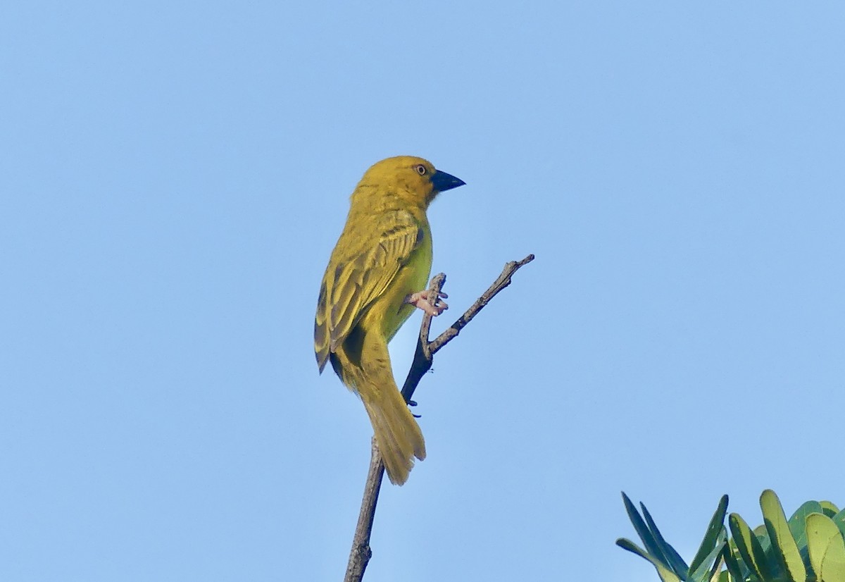 Holub's Golden-Weaver - ML646524051