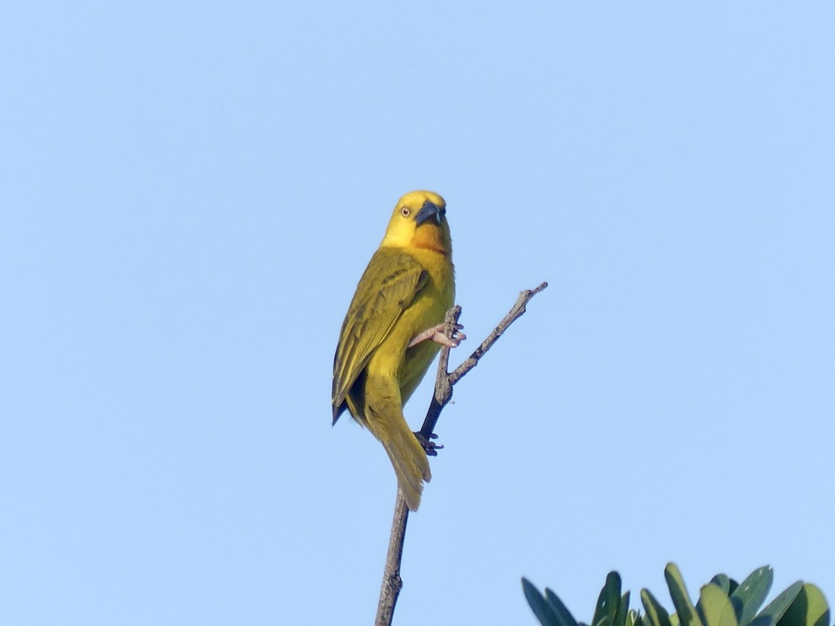 Holub's Golden-Weaver - ML646524052