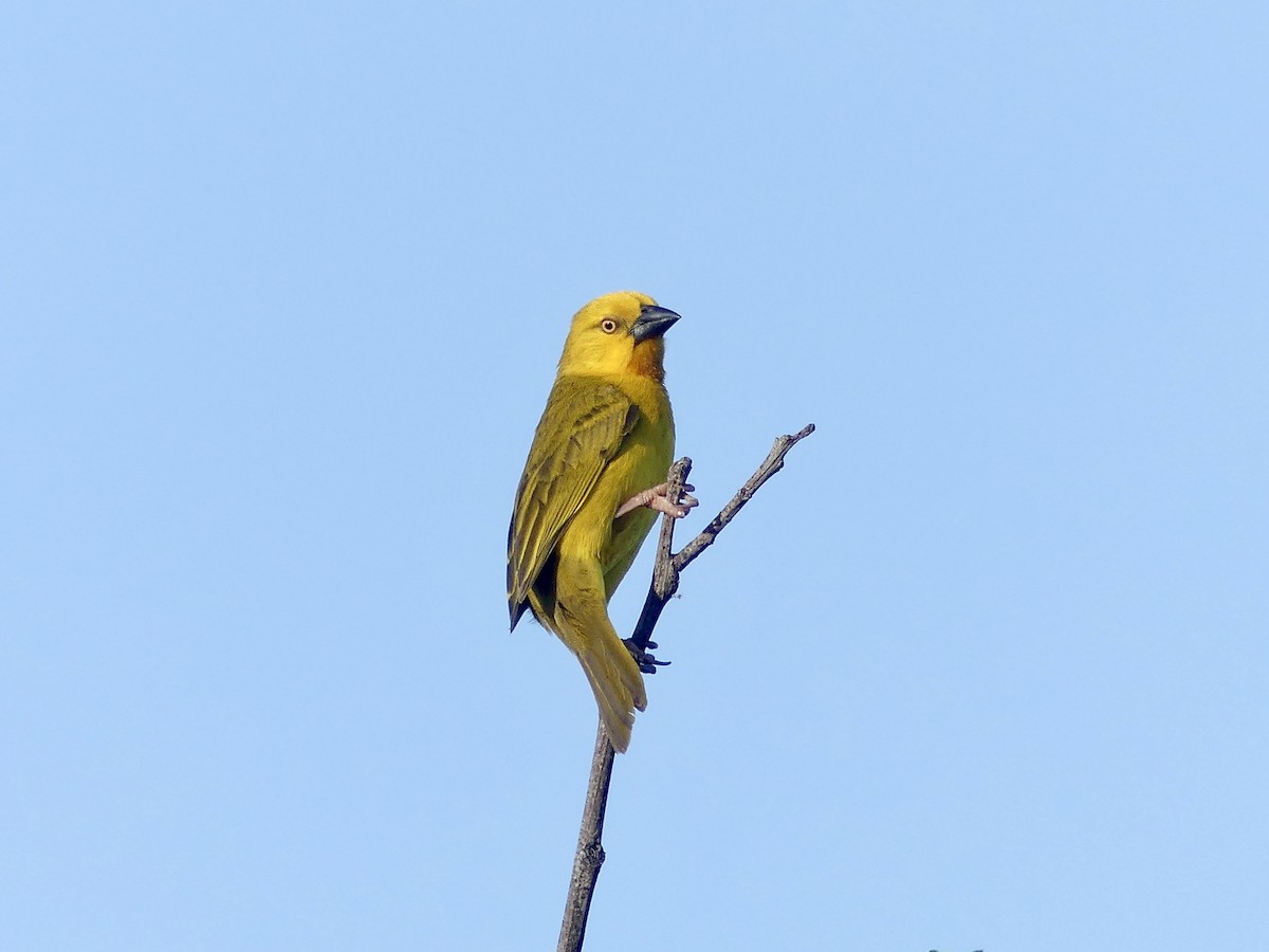 Holub's Golden-Weaver - ML646524053