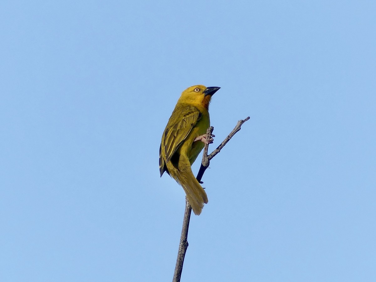 Holub's Golden-Weaver - ML646524054