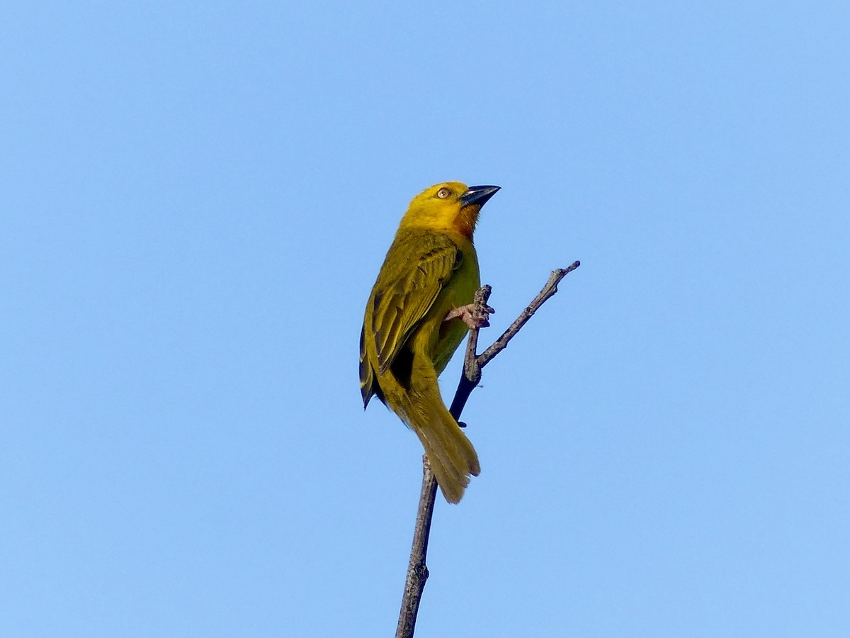 Holub's Golden-Weaver - ML646524055