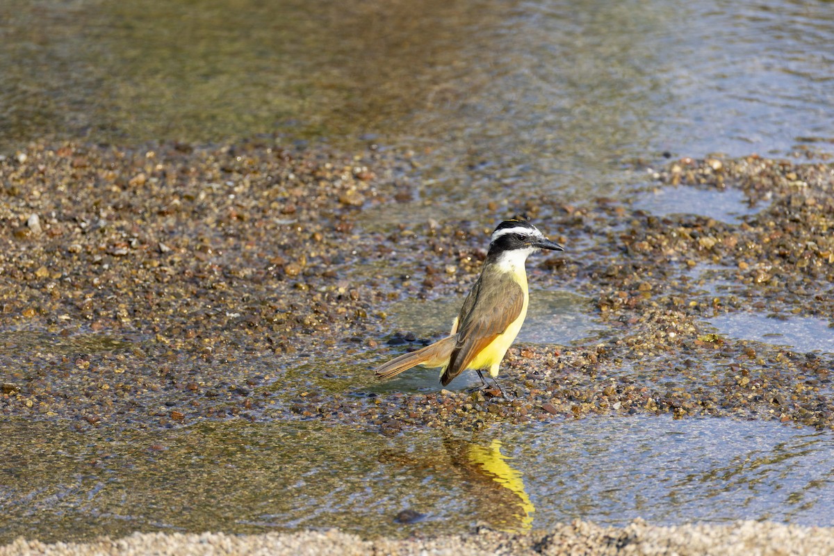 Great Kiskadee - ML646524056