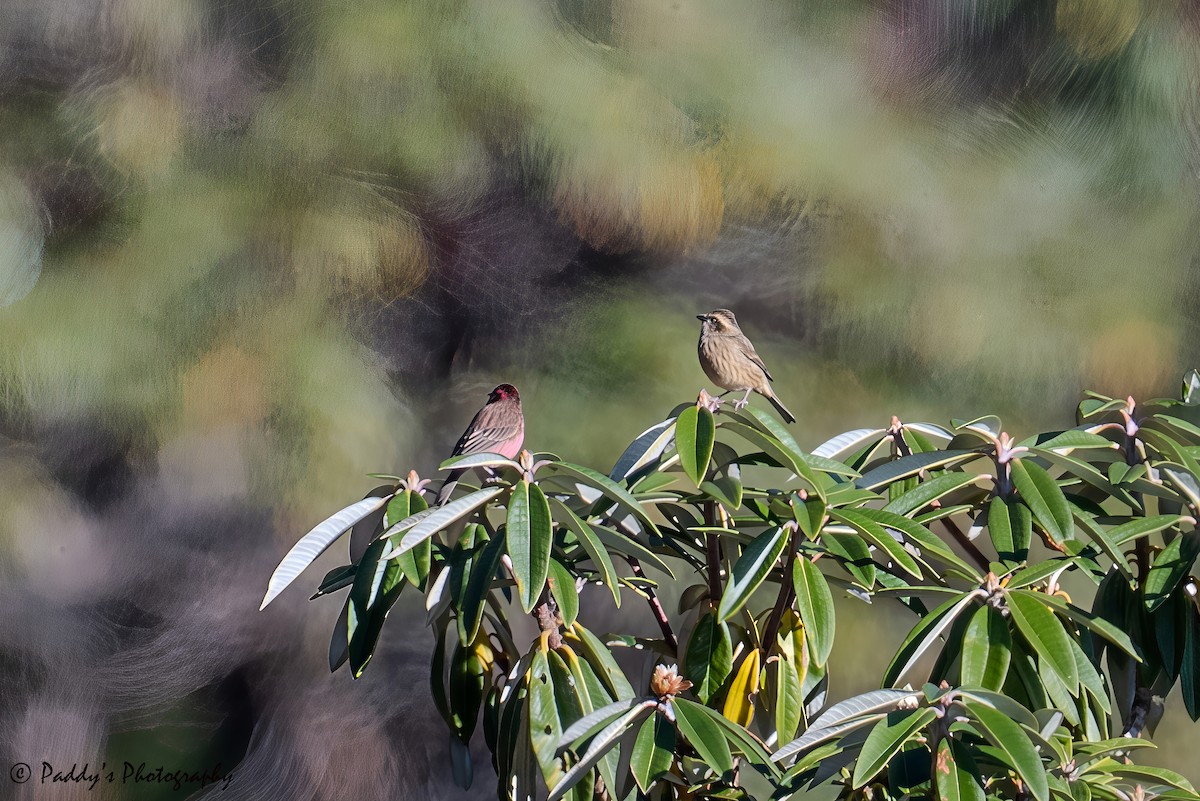 Pink-browed Rosefinch - ML646524058