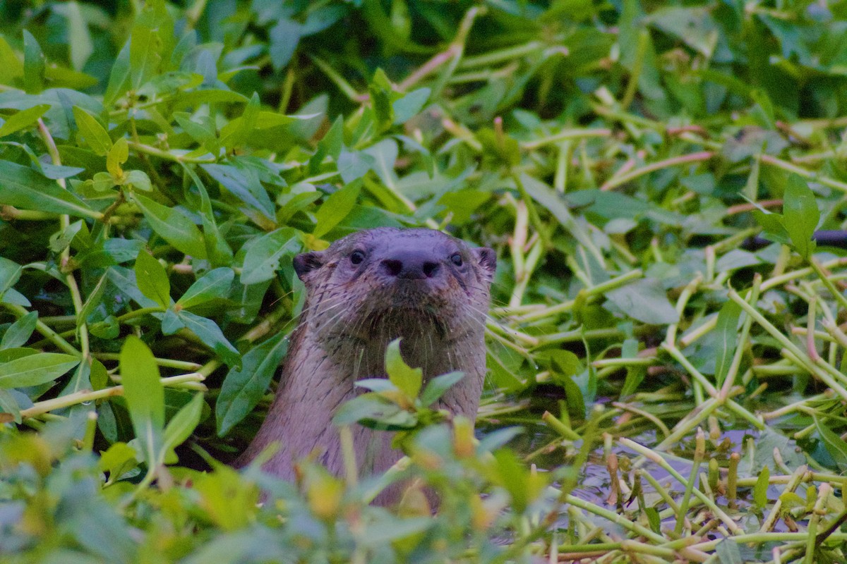 North American River Otter - ML646524059