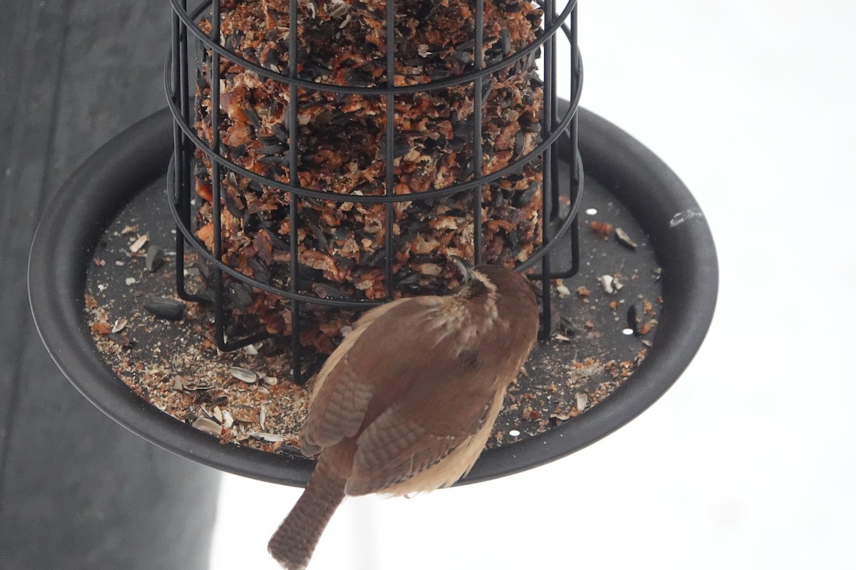 Carolina Wren - ML646524065
