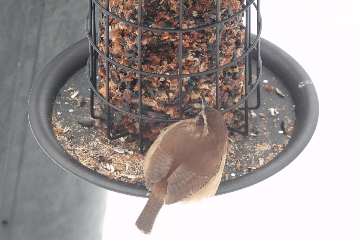 Carolina Wren - ML646524066