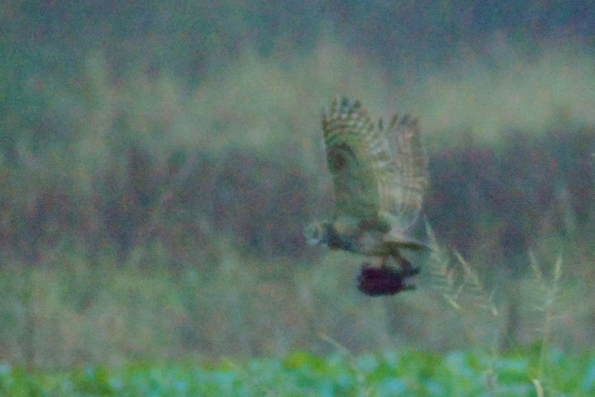 Great Horned Owl - ML646524069
