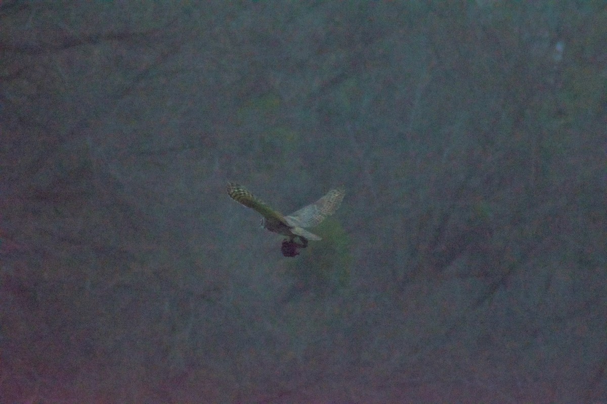 Great Horned Owl - ML646524070