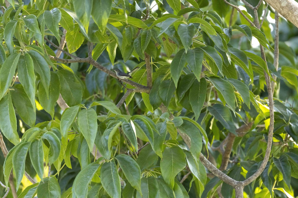 Blue-gray Gnatcatcher - ML646524073