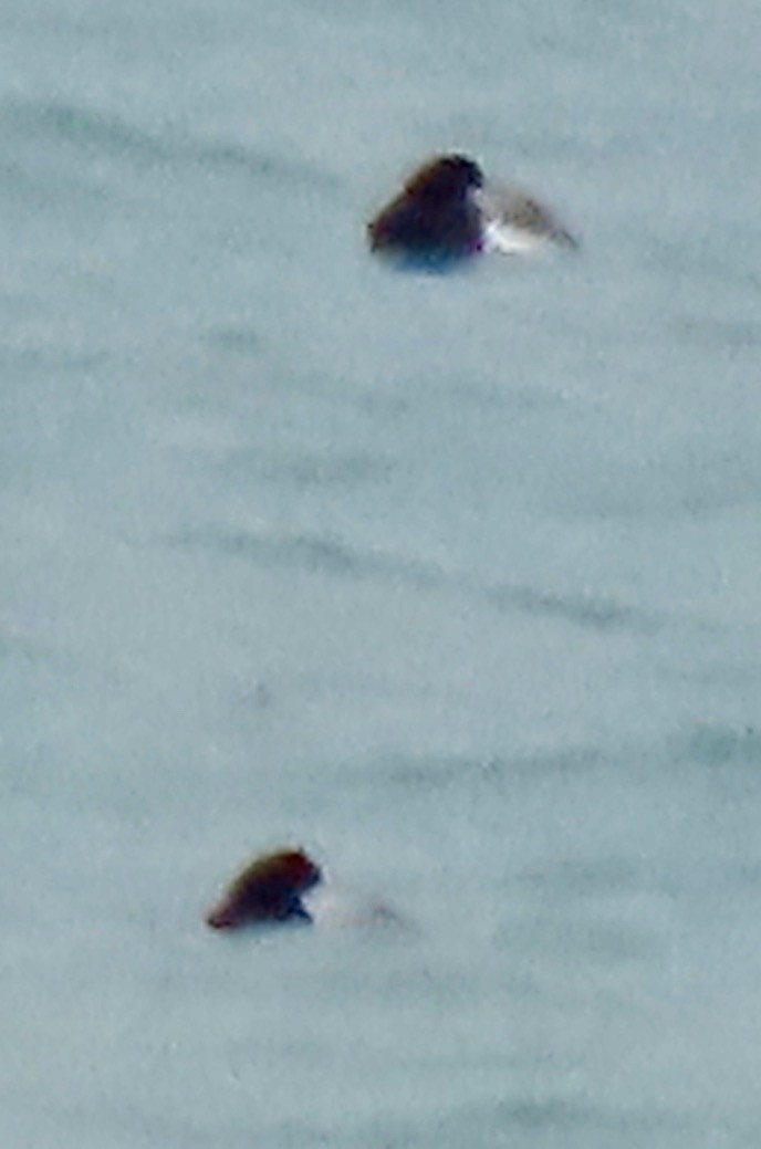 コスズガモ - ML646524074