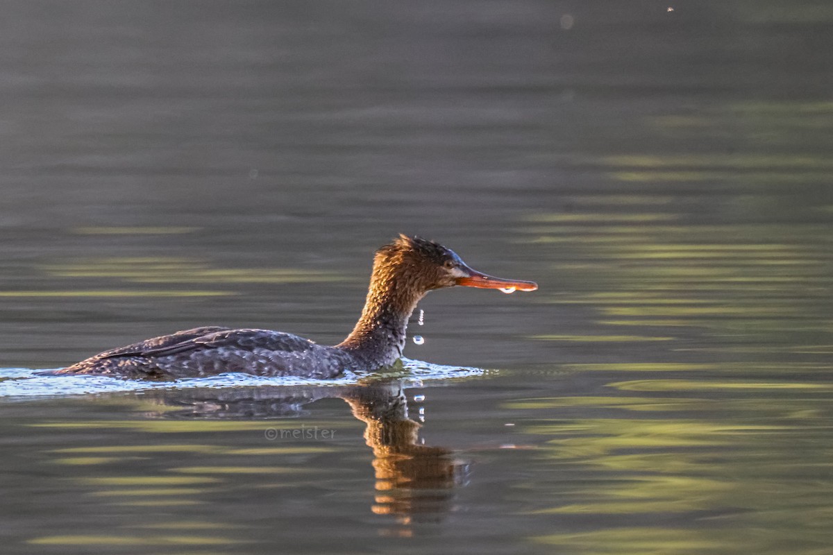 Tarakdiş - ML646524076