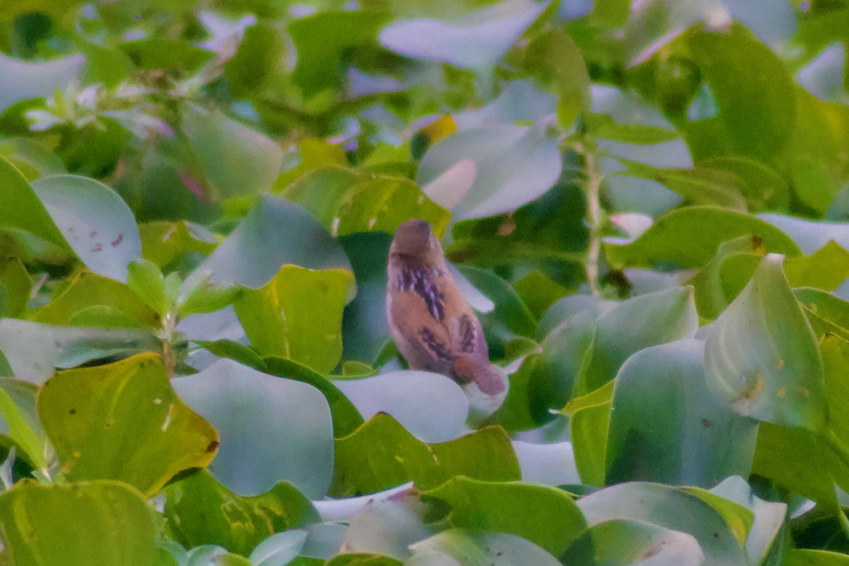 Marsh Wren - ML646524081